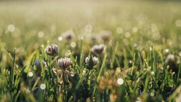 clover 828698 340