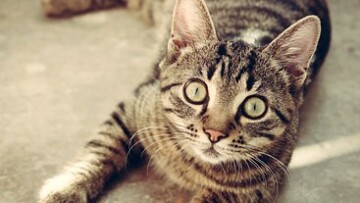 cat 618470 340
