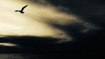 seagull 768785 340