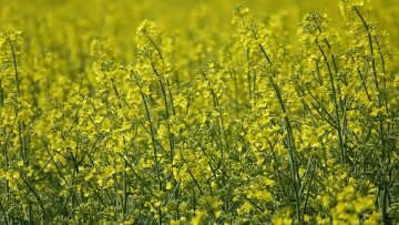 field of rapeseeds 4195272 340