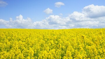 field of rapeseeds 474558 340
