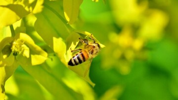 bee 3275661 340