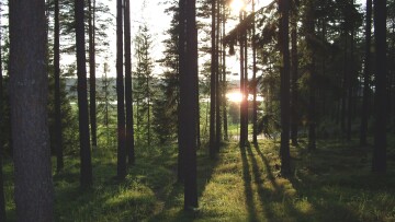 grön skog där solen lyser igenom