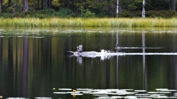 Gavia Stellata on a lake