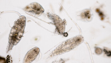 Zooplankton i mikroskåp