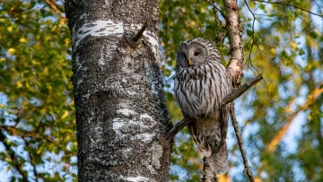 Brown owl in a tree