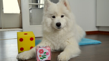 en vit hund som ligger på golvet