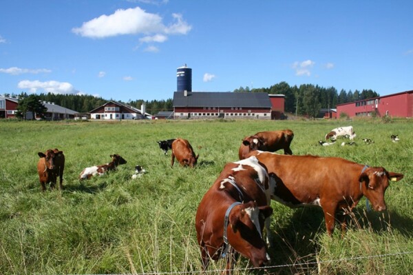 Bilden föreställer betande kor. I bakgrunden syns en ladugård.