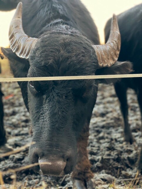 buffel narbild