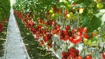 https kauppapuutarhaliitto fi wp content uploads 2023 04 tomaatteja aurinko