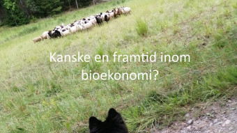 AMbassador blogginlagg