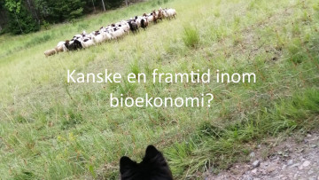 AMbassador blogginlagg