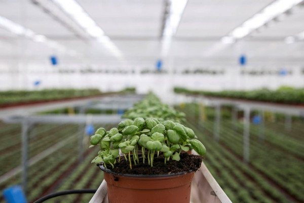 Torven har en central roll inom växthusodlingen. Foto: Kauppapuutarhaliitto kuvapankki