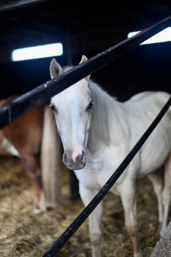 Hästar kan ha t.ex. halm som strömaterial. Foto: Olga Angove.