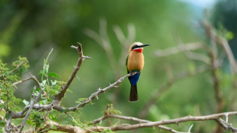 zambia bird