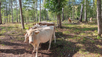 agribete1