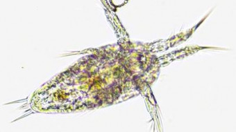 Nauplius + cyano 1