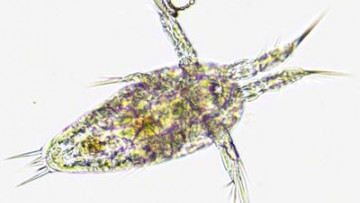 Nauplius + cyano 1