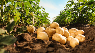 potatis