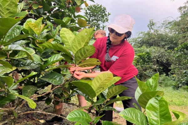 A picture of a woman harvesting from a plant. She is wearing a red t-shirt, sunglasses and a beige cap.