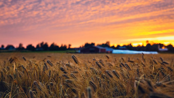 Bioekonomi falt och akrar i solnedgang Unsplash