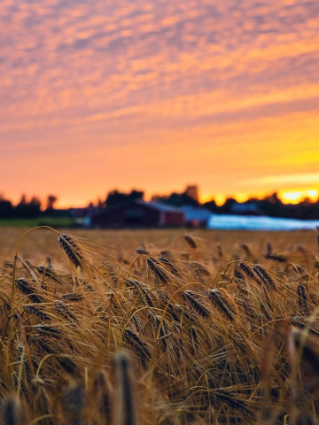 Bioekonomi falt och akrar i solnedgang Unsplash